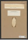 Rhizosolenia striata Grev. (de-Toni-Nr.: Genus 114, Species 3306) Zeichnungen Sammlung Grunow Nr. 6693 (NHMW-BOT-W0375493)